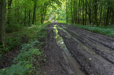 稠密粗糙的地面茂林间断不平的道路早春林丛间小路上的泥水坑运输高清图片素材