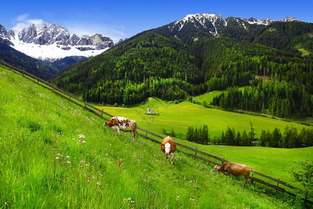 cmyk色值多洛米亚阿尔卑斯的绿地色牧场上有小村庄和奶牛意大利北部的ValdiFunes美丽草原自然背景