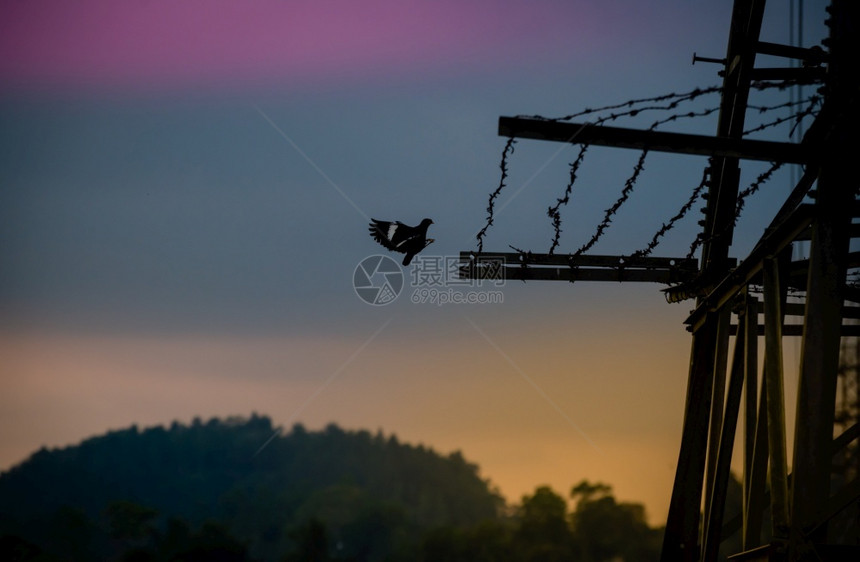 结尾电气阳光高压的赛昂和鸟儿结束一天试图在铁丝网中安顿下来美丽的日落天空图片
