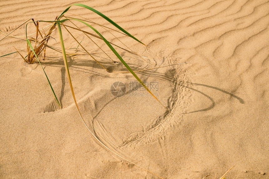 采取线条沙丘黑海边滩上的沙子新鲜淋巴草有选择焦点风云日沙地中的草迹画图片