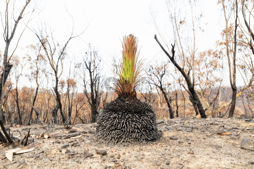 丛林大火在蓝山一灾后在严重烧毁的Eucalyptus树丛中有一个绿色植物树木户外图片