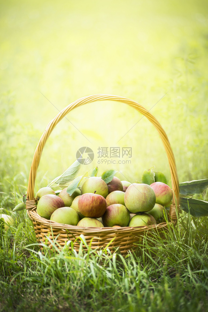 素食主义者饮红色的草地上野生苹果在阳光明媚的自然背景上图片