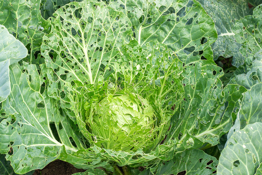 被害虫损坏的卷心菜特写镜头孔中卷心菜的头部和叶子被蝴蝶幼虫和毛吃掉入侵蝴蝶的后果Pierisbrasicae孔中卷心菜的头部和叶图片