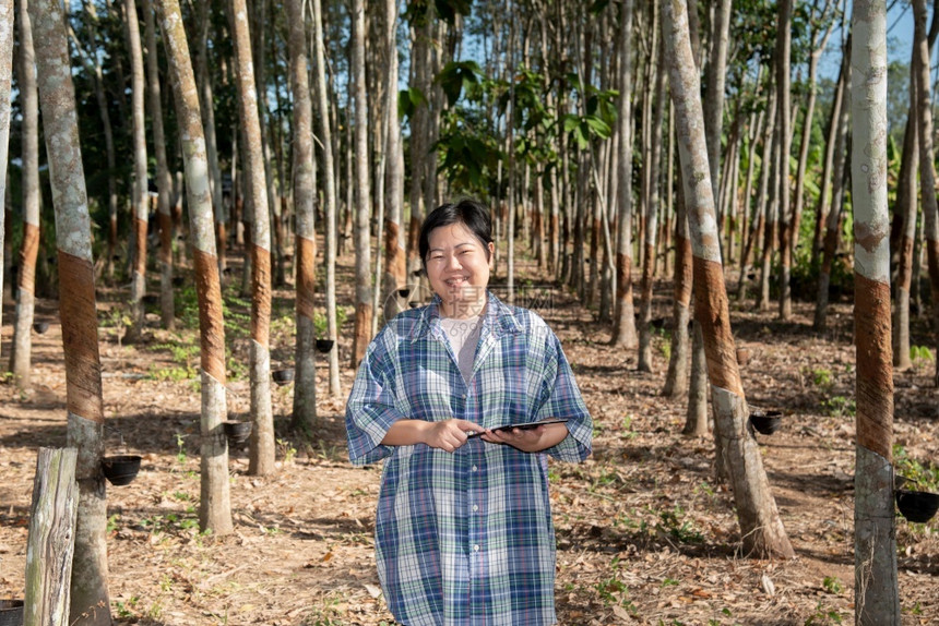 亚洲聪明的女农民工在橡胶树种植园中快乐天然胶片上挂着橡树是泰国智能农耕者橡胶树种植园为工业以白奶色收割天然橡胶的农业生化天然橡胶图片