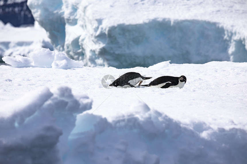 安静的两只阿德利企鹅躺在冰块上安息南极洲说谎瞌睡图片