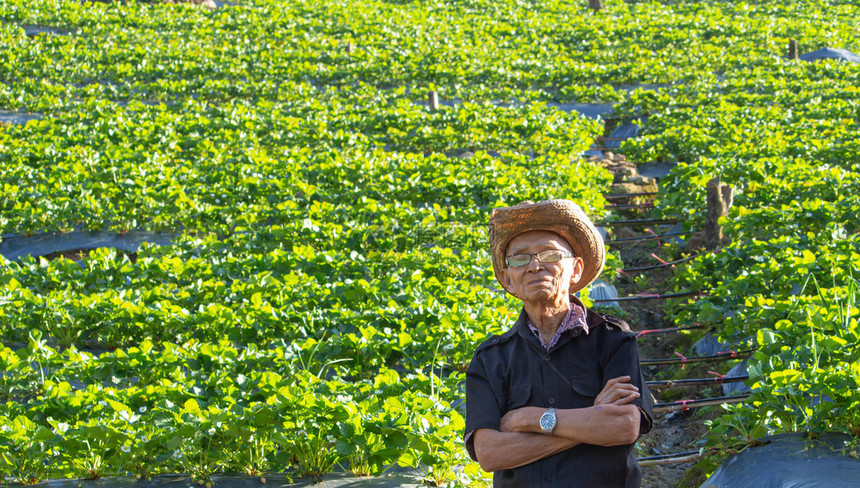 男人种植园夏天快乐的亚洲高级农民站在日落背景下有机草莓农场跨过他的手臂图片