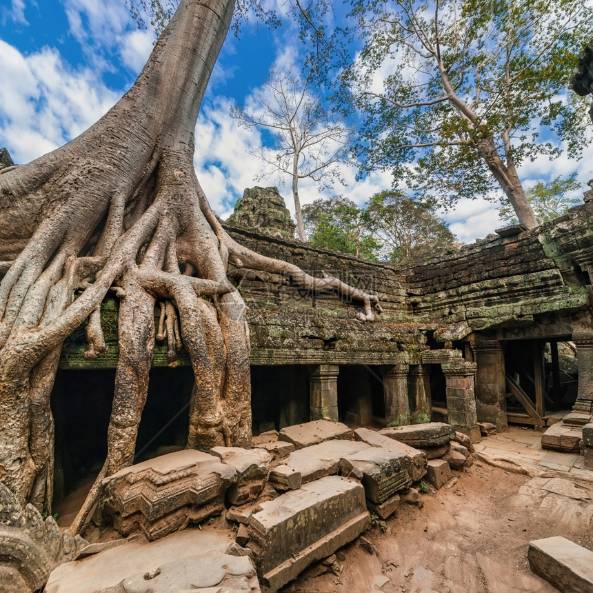 东TaProhm古老高棉建筑塔普罗姆寺庙在柬埔寨暹粒的吴哥Wat综合体中树有巨大的班扬两幅图像全景考古学根图片