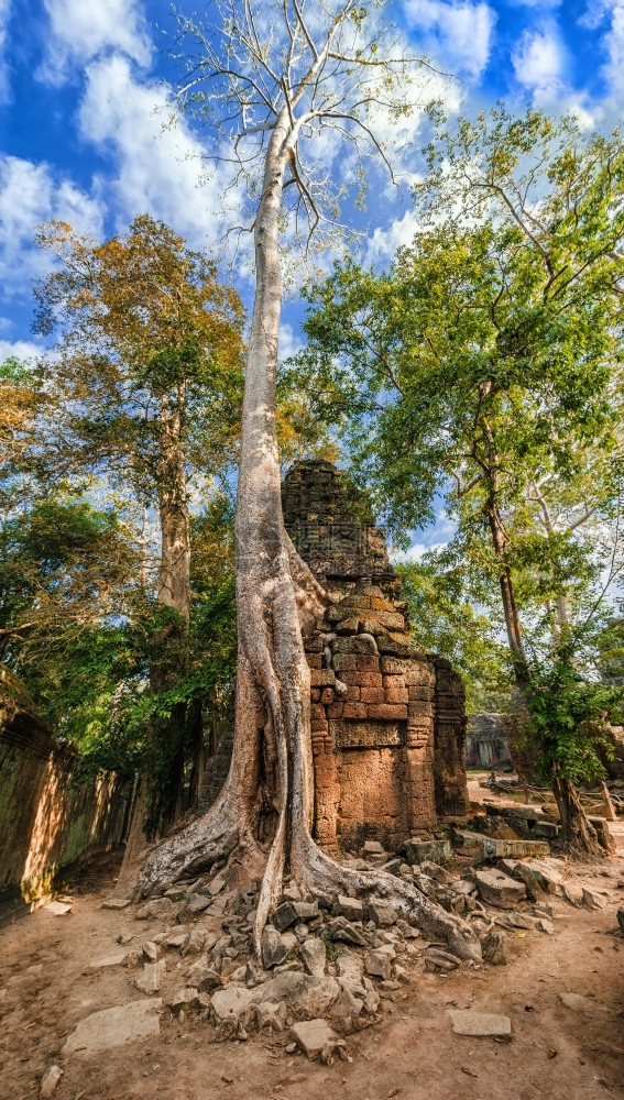 TaProhm古老高棉建筑塔普罗姆寺庙在柬埔寨暹粒的吴哥Wat综合体中树有巨大的班扬两幅图像全景遗产热带文化图片
