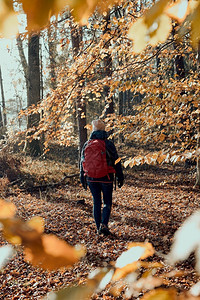 探索在秋天阳光明媚的日子里带着背包在森林里游荡的女人回到了中年活跃女视野积极将闲暇时间花在林道上与黄叶树一起走在丛间的林女人在秋户外高清图片素材