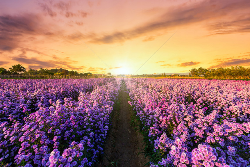 旅行季节生长在泰国清迈的夏季夕阳天空背景的自然花园地平线上紫Lavernder和Cutter野外花朵的美丽景观图片