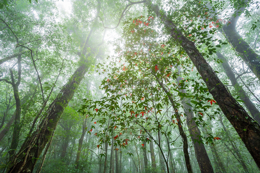 钓鱼泰国Phitsanulok的Phuhinrongkla公园NakhonThai区热带雨林景观雾气候中的树叶红林北方风景图片