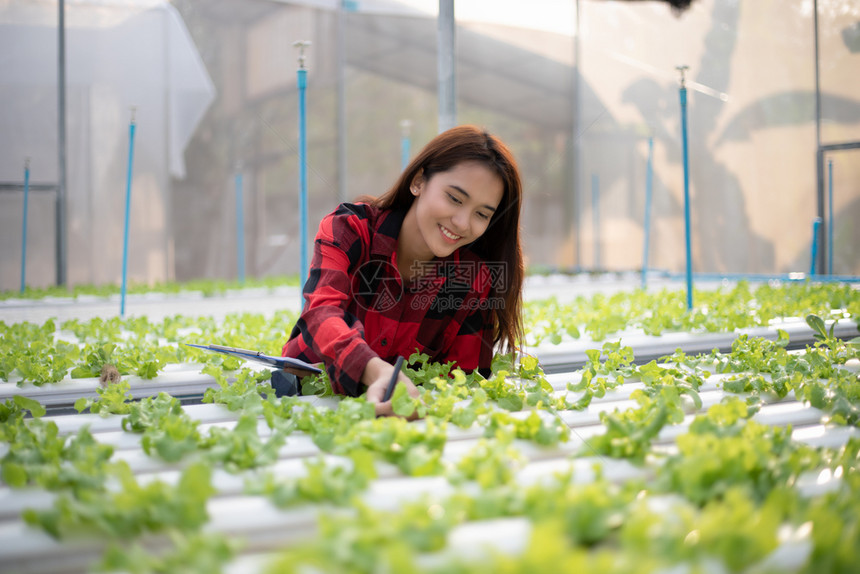 新的鲜使用平板和笔记本检查使用水栽培剂种植的有机蔬菜质量亚洲女农民使用平板和笔记本检查用水栽培法种植的有机蔬菜质量农业图片