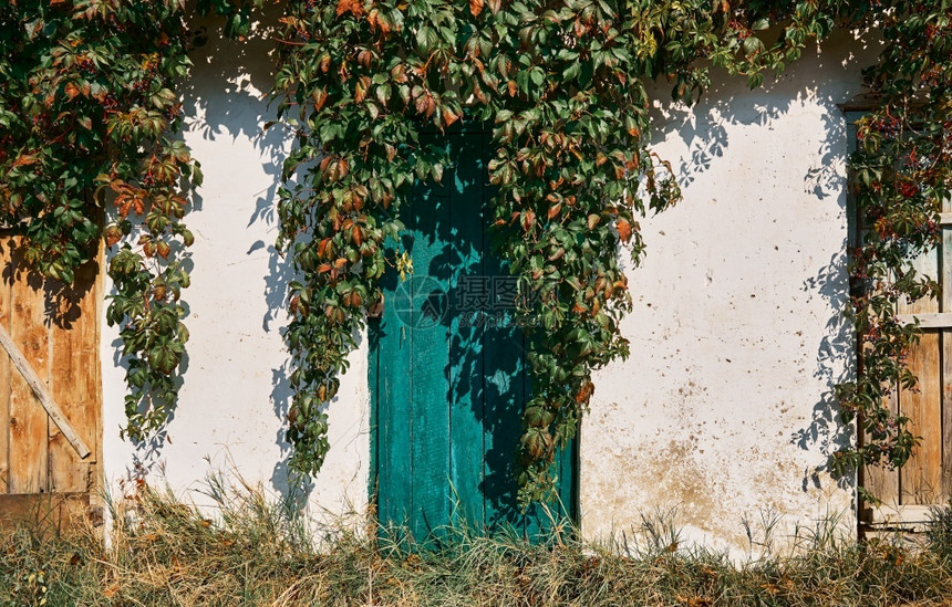 弃摇欲坠旧的用木质门尝试旧墙壁石膏破碎的过度生长的野葡萄墙和树有时间的迹象墙上有天气阳光老的图片