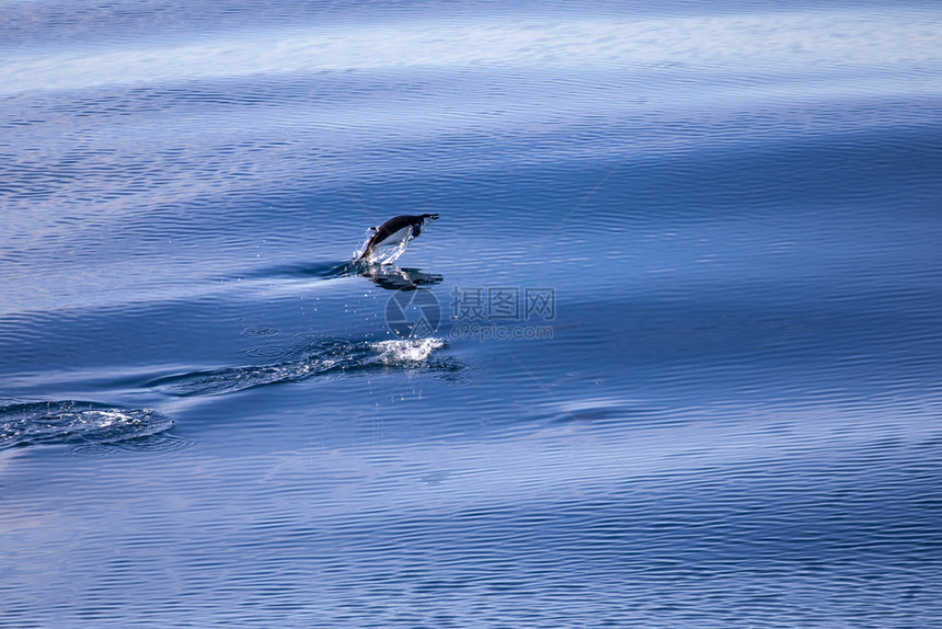 孤企鹅从南极海的蓝水中跳出呼吸孤独一种图片