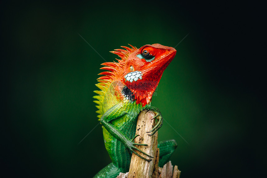 爬行眼睛普通的绿林蜥蜴在木杆上寒冷它具有饱和生来多彩的皮肤和橙子头梯度看起来很骄傲捕食者图片
