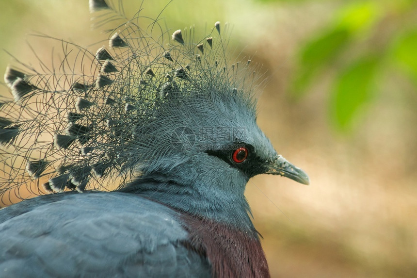 羽毛几内亚维多利加冕鸽子维多利亚古拉在动物园笼子里大多数身体头发是灰色的有可能灭绝风险图片