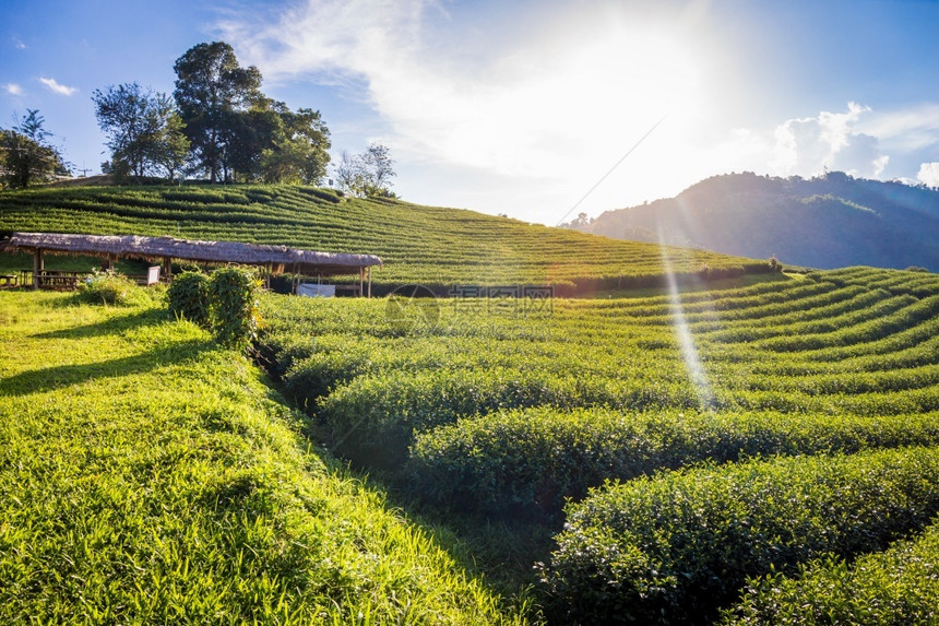 游客财产青蓝天空背景的10个茶叶种植场在明亮的白天景色美全ThailandDoiMaeSaleSalongFahLuangCha图片
