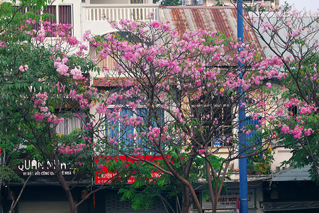何以为家塔贝布亚颜色豪2019年西贡市Tabebuia玫瑰花季粉红色朵盛开的在越南一连排老房子上登着美丽的封面背景