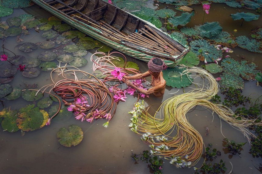 收成百合最顶端的风景老人维特尼姆斯在湖里捡起美丽的粉红莲在一个乡长江省城市文化和生活概念图片
