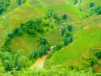 土地越南北山SapaChapa附近的老挝稻田越南泰热带梯田图片