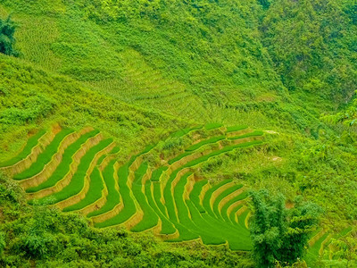 越南北山SapaChapa附近的老挝稻田越南泰文化农业屋木头高清图片素材