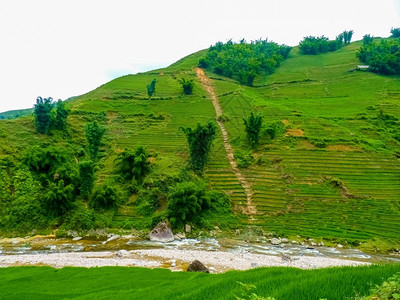 植物旅游谷越南北山SapaChapa附近的老挝稻田越南泰竹子高清图片素材