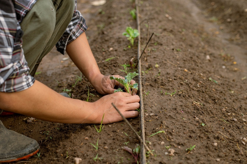 在职的喂养园艺概念一个年轻的男园丁通过铲打植物周围的土壤来照顾一个菜种太阳图片