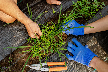 种子在职的园艺概念一个男园丁通过除草清杂来理蔬菜地周围区去除土壤高清图片素材