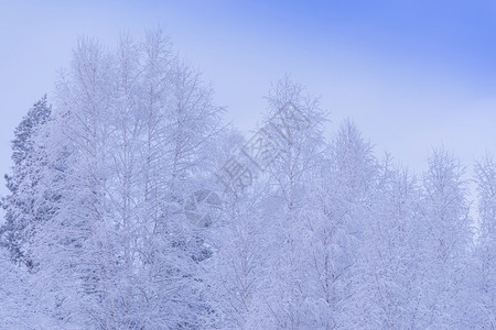 天气蓝色的清晨在温柔粉色烟雾中雪树冬季森林里有雪树枝上霜场景图片