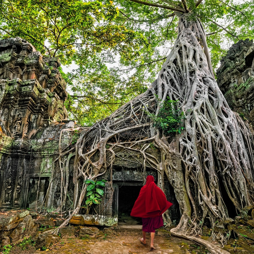 AngkorWat古老高棉建筑TaProhm寺庙的佛教僧侣在丛林中埋藏的废墟游客旅塔图片