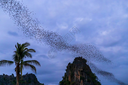 中食展户外野生动物一只蝙蝠群正在泰国NoenMaprangPhitsaunlok的夜视中苠背景