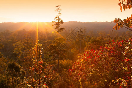 日出时山上景色的秋天森林季节特有的多彩叶子突出地表的叶子绿色国民树木图片