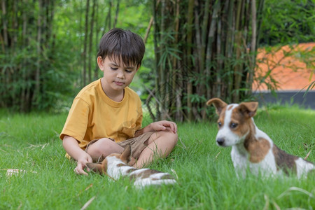 男孩在草地上和小狗玩耍宠物高清图片素材