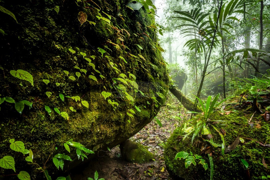 明亮的苔藓泰国菲特桑诺克Phuhiinrongkla公园NakhonThai区雨林浅水深的森中结石图片