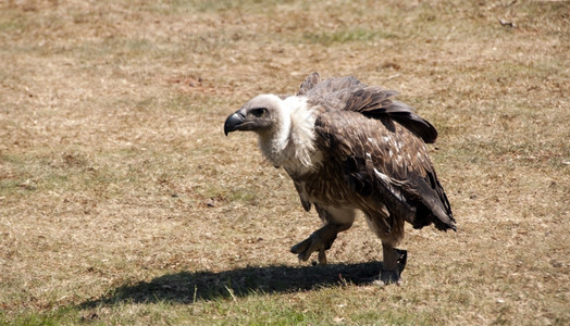 动物群佛罗里达秃鹰在沙漠寻找食物非洲高清图片