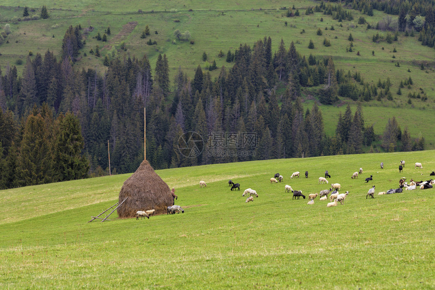 畜牧业传统一群羊在喀尔巴阡山顶上的一个绿色多汁草地上放牧其背景是干草和斜坡长着高树苗在明亮的春天清晨牧羊群在一座山丘上放牧农业旅图片