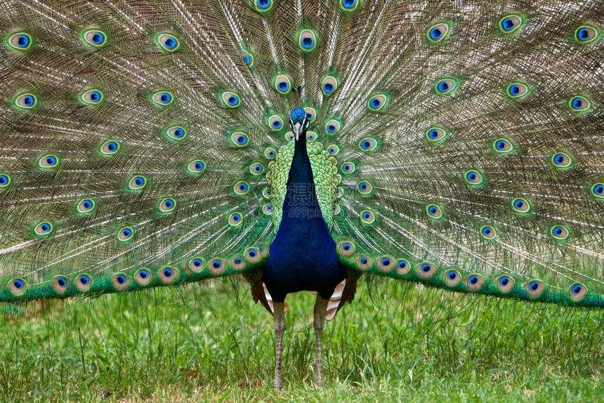 杰出的满色彩多孔雀禽类图片