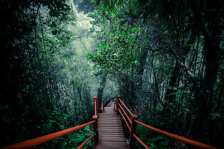 闹鬼仙女神秘的雾林景观木桥横穿茂密的叶子奇异树木的超真实美景热带丛林灌木的厚幻想自然和童话故事背景背景图片