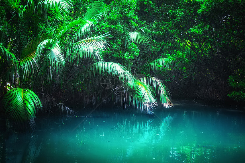 植物红树雨林中松绿热带湖的泊奇幻丛林地貌斯里兰卡自然和旅游目的地深童话图片