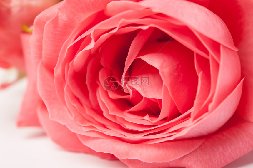有质感的摄影粉红色玫瑰柔和模糊散景纹理的特写背景为柔和的颜色春天图片