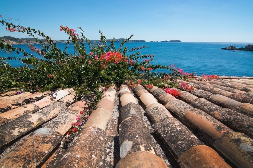 马略卡岛绽放海景在西班牙马洛卡Mallorca一个阳光明媚的夏季日上红橙子布加维亚和海洋风景图片