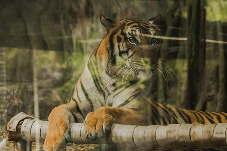 森林猫老虎的眼神令人惊恐虎眼的睛虎的神是所有野兽中最明亮的盯着图片