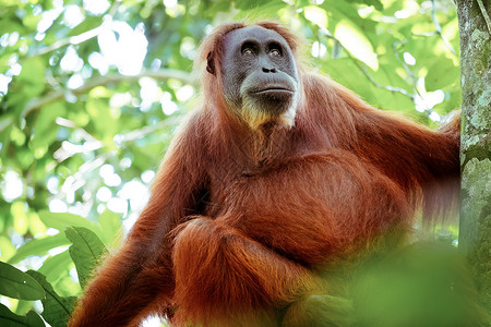 在印度尼西亚苏门答腊Sumatra自然栖息地濒临灭绝的物种红猩在阴暗森林中大猩濒危物种昆塔特拉游客阴凉地方病哺乳动物高清图片素材