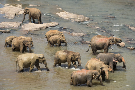 成人亚洲大象群体跨过热带河流的亚洲大象群体斯里兰卡野生动物在热带河流中横渡大象群体生活哺乳动物国民高清图片素材