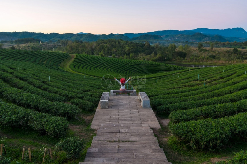 商业自然高兴地身戴红帽子的女游客正在欣喜地观看茶叶种植园在泰国茶安汗和清迈附近的水凤清莱秋等地绿茶田图片