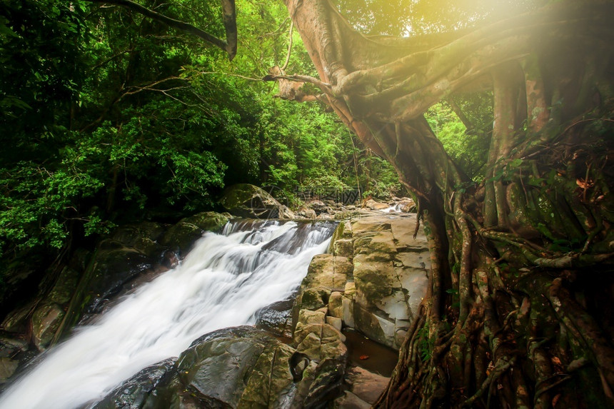 落下流动的分支机构在热带雨林中纯净的瀑布日光照耀在泰国PalaU瀑布下的一个大型班扬树枝子上长期于瀑布图片