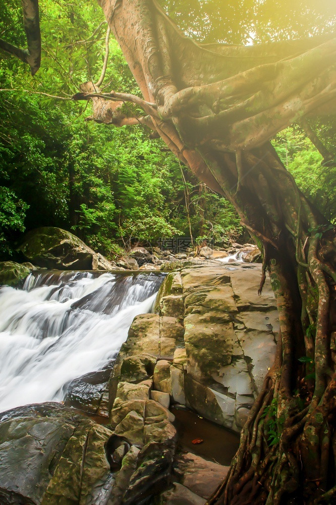 旅行重点流动的在热带雨林中纯净的瀑布日光照耀在泰国PalaU瀑布下的一个大型班扬树枝子上长期于瀑布图片