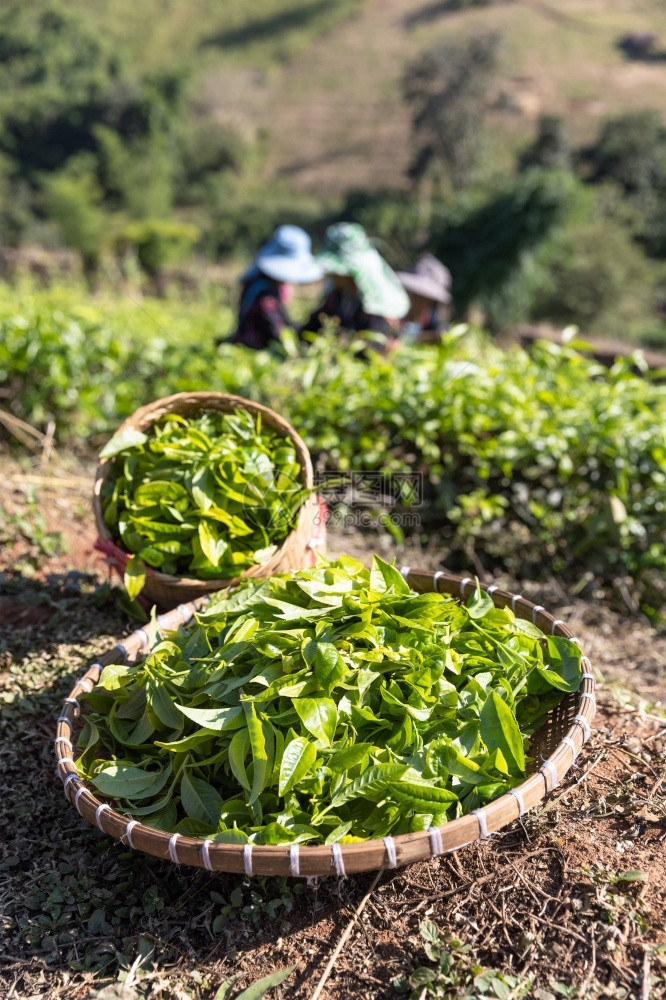 泰国清迈茶叶农场新鲜自然选择在泰国清迈的茶园里采摘一篮子从高山茶种植园收获后盛满绿色茶叶亚洲季节吃图片