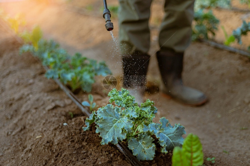 园艺概念年轻男农民喷洒化学杀虫剂防止作物受到虫害的影响收成户外农业图片
