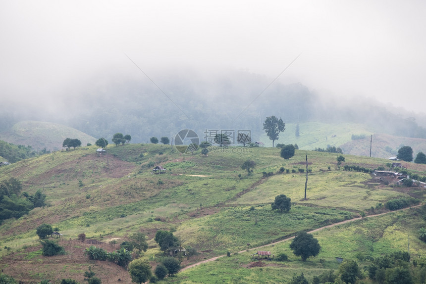 高的早晨农业山上当地民的种植田泰国北部清晨雾覆盖了这片高山上的农庄园地图片
